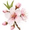 Almond Blossom Pink Spring Flower