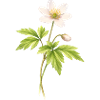 Wood anemone spring flower illustration