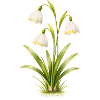 March Beaker Spring Flower Illustration