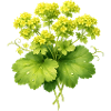 Lady's mantle plant with flowers