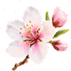 Almond Blossom Pink Spring Flower