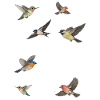 Bird Watching Birding Bird Watcher Vogel-Nerd