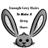Grey Hare/Hair