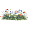 Bunte Wildblumenwiese mit Margeriten