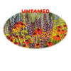	Untamed - Vibrant Echinacea Wildflower Meadow