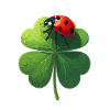 Ladybug sul trifoglio porta fortuna