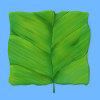 The Square Leaf