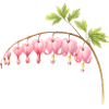 Bleeding Heart Pink Spring Flower