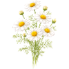 Chamomile Flowers Illustration