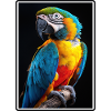 Macaw's Era