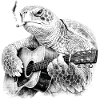 Turtle Blues Guitarist
