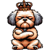 Bolonka Bolonka Zwetna BolonkaOwner Bolonkas