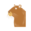 Capibara Capybara