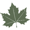 Green Maple Leaf