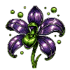 Purple Orchid Flower Botany