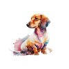 Pyjama Chien Teckel Humour 