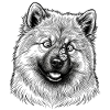 Eurasier | Butterfly