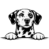 Dalmatian with paws