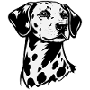 Dalmatian Portrait Black & White