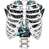 Ribcage Circuit Engine Motorcycle Mechanic