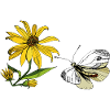 Butterfly and Sunflower