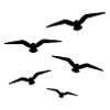 Flock of Birds