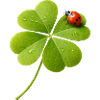 Four-leaf clover with ladybug