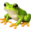 Green Frog Illustration