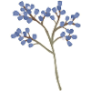 Sea lavender