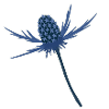 Fleur de houx bleu