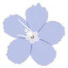 Azure Five-Petal Bloom