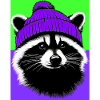 Raccoon