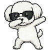 Dabbing Maltese