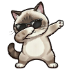 Dabbing Ragdoll Cat