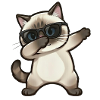 Dabbing Siamkatze