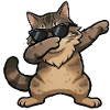 Dabbing Norwegische Waldkatze