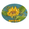 Golden - Vibrant Sunflower Macro Ellipse