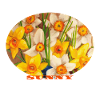 	Sunny - Vibrant Yellow Daffodils Oval Art