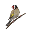 Goldfinch on branch