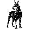 Doberman