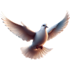 White dove in flight