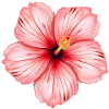 Fleur d’hibiscus
