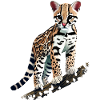 Ocelot