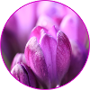Crocuses Crocus Purple Flowers Crocus Bud
