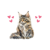 Pyjama Chat Maine Coon Humour