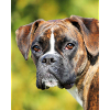 Portrait Boxer Deep Gaze