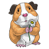 Marguerite cochon d’Inde