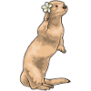 Otter Plumeria