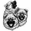 Eurasier | Fluffies