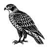 hawk